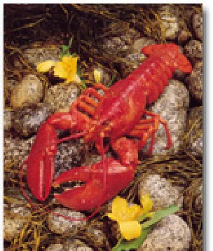 Maine Lobster