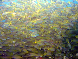 Seychelles - Yellow Snapper