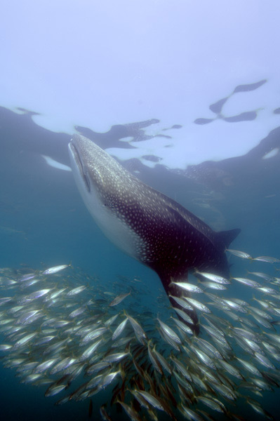 whale shark moving