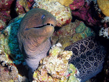 Sharm06 - Giant Moray