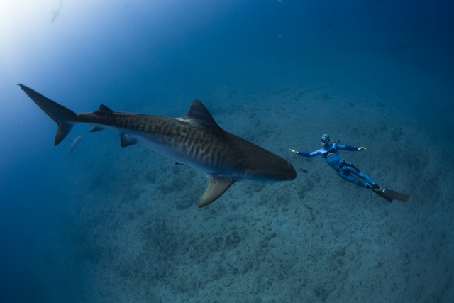 Winram with a Tiger Shark