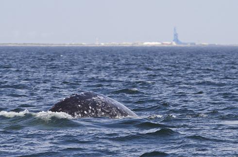 Rare Western Gray Whale