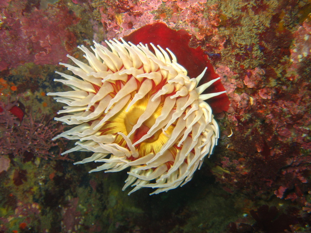 monastery anemone