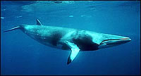 Minke Whale