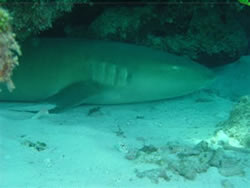 nurse-shark.jpg