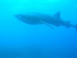 whaleshark-maldives.jpg