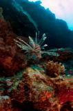 Lionfish