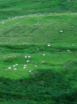 Sheep on Hillside