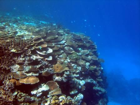 Tonga3