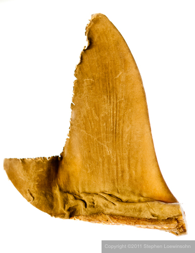 Dried shark fin