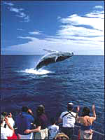 Whale Watching in Maui