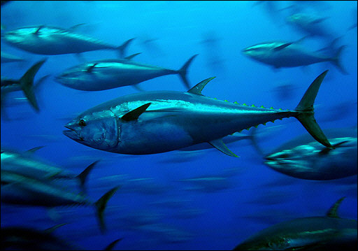 blue fin tuna