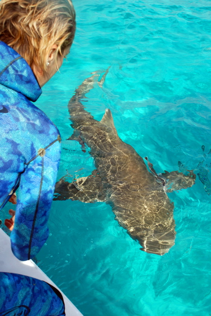 Jillian views a lemon shark from the deck