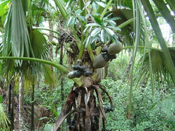 Seychelles - Coco de Mer