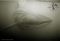 Leander - Whale Shark