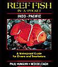 Reef Fish