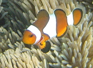 lucie-wright-clownfish-close.jpg