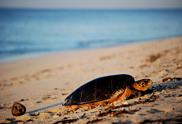 Endangered Hawksbill