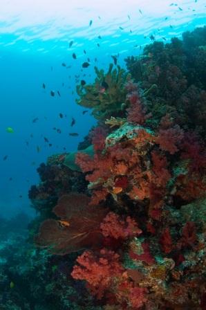 Soft Corals Fiji