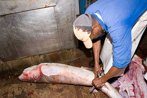 Shark Finning