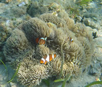 lucie-wright-clownfish.jpg