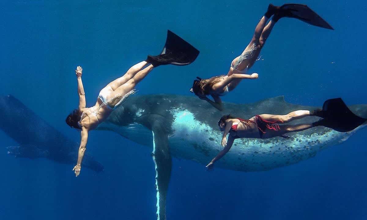 Whale Fantasia with Performance Freediving & GoPro