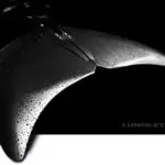 DeeperBlue.com – Opti fin with water droplets