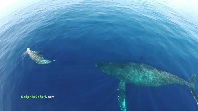 Whale and Dolphin