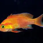 Deep-sea fish with vibrant orange color