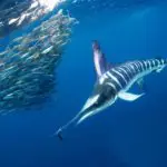 School of fish and a marlin underwater in the ocean.