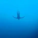 Deep Blue Diver in Open Water