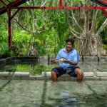 Traditional fish therapy in a natural pond setting.