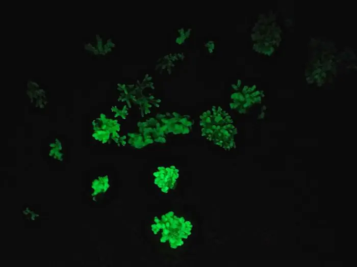 Fluro Diving
