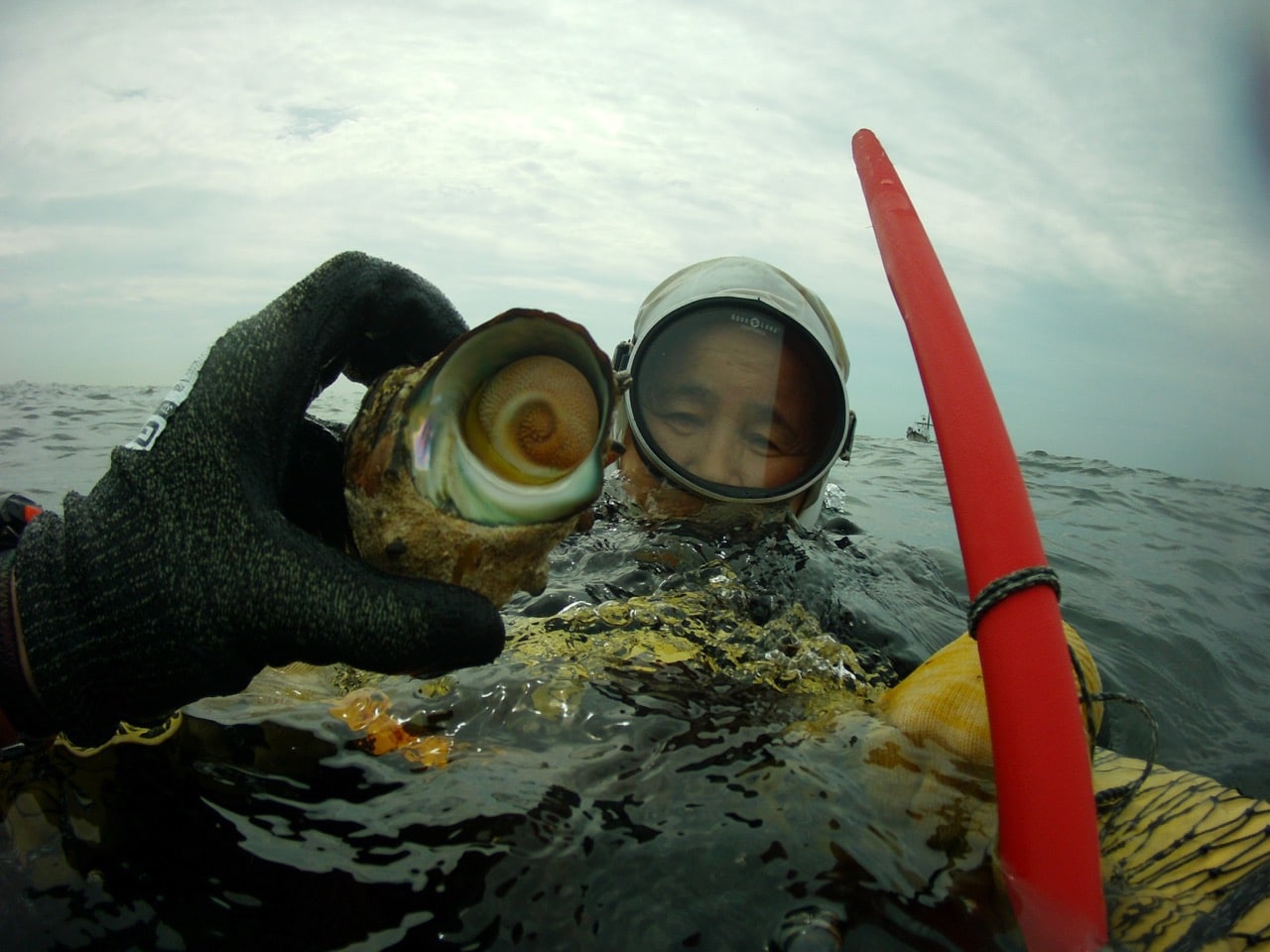These sazae (turban snails) live in thick seaweed along the rocky coast and were the easiest for me to find due to their unmistakeable shape. It wasn't turban snail season when I visited but Sayuri allowed me to gather a few to try.