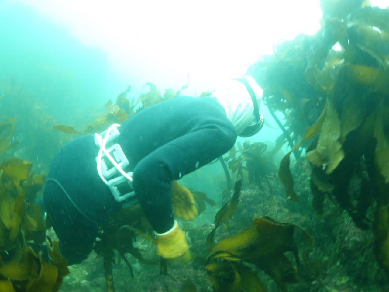 The Ama are heavily weighted for diving in less than 15m making it easy to crawl along the sea floor.