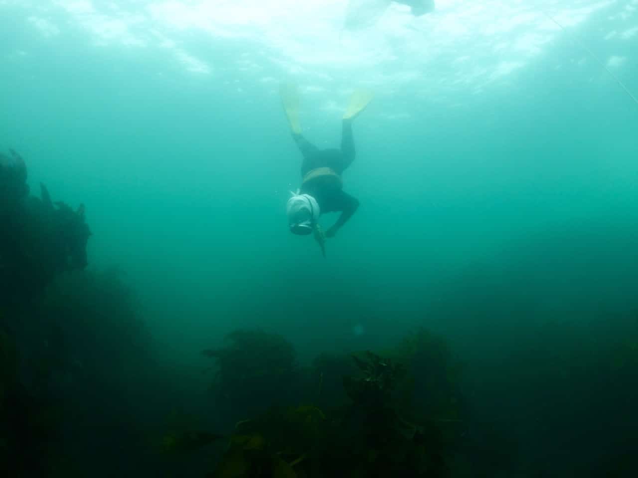 An Ama descends with nomi (chisel) in hand. There are different types of nomi used depending on the size of abalone and the hooked version is useful for lobsters and sea urchins as well.