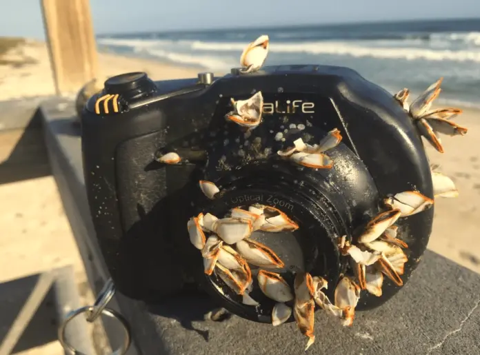 This SeaLife DC1200 camera made an epic solo trip from Grand Cayman all the way to a Florida beach.