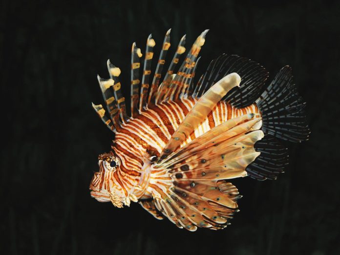 Lionfish