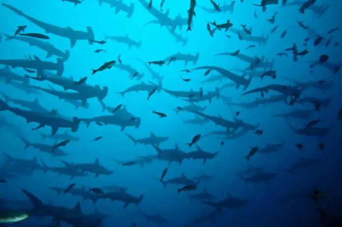 Ultimate Diving is offering a discount for Galapagos liveaboard trips.