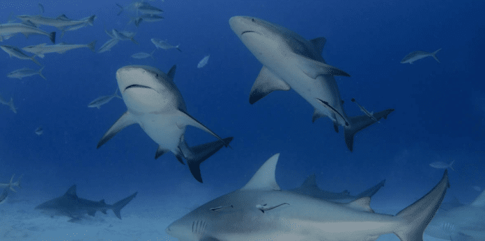 Pro Dive International Announces Second 'Shark School Riviera Maya' Experience