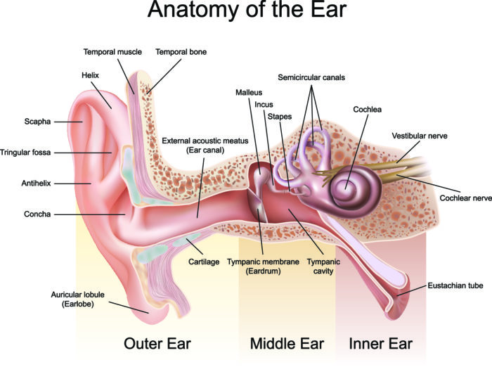 Anatomy of the Ear