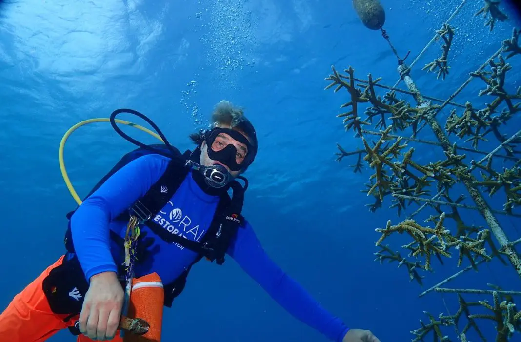 New coral grows off Curacao