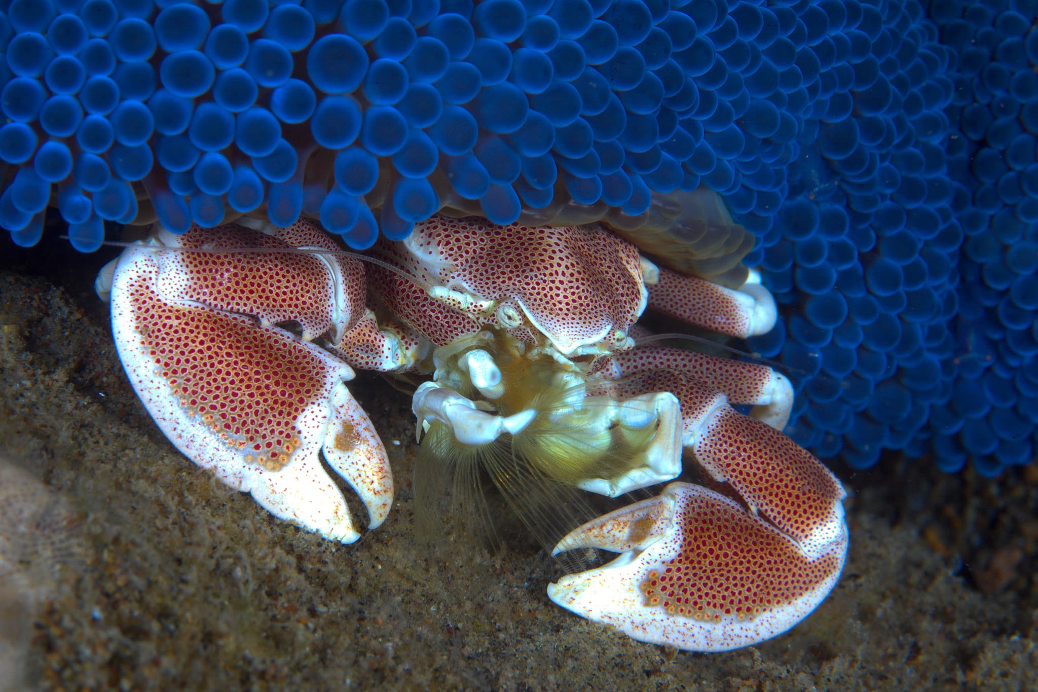 philippine diving Porcelain Crab by Klaus Stiefel, Negros Philippines