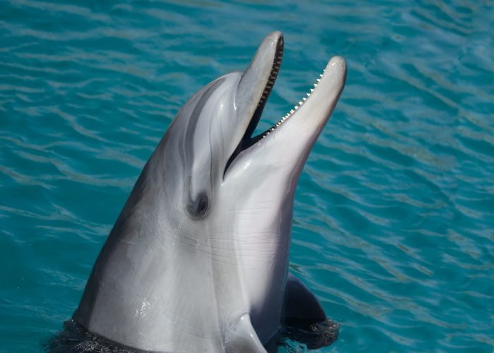 Dolphin, South Africa