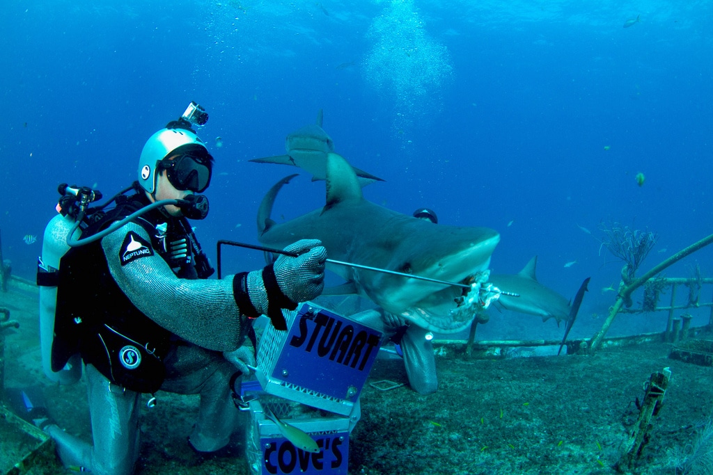 Shark Feeding Photo by Sebastien Filion / Stuart Cove's. 