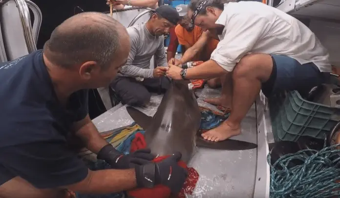 Be a 'citizen scientist' on a Baja California cruise