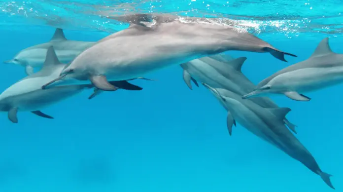 Spinner dolphins