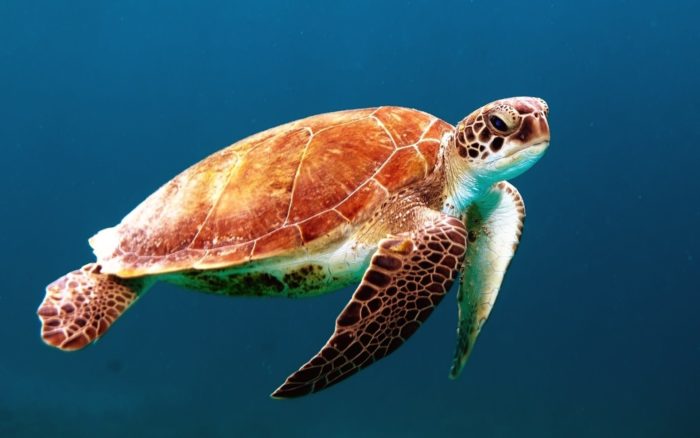 Marine Turtle