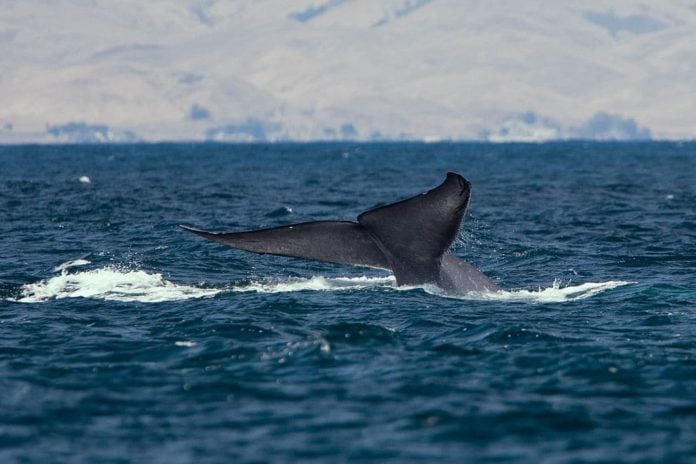 Scientists Can Now Watch Whales Feed Underwater (Photo credit: Mike Baird)