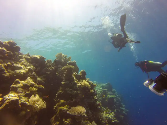 Scuba divers diving down the wall to Blue Corner Dive Site.
